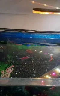 اکواریوم شیشه خم باتمام وسایل جانبی و۶عدد ماهی