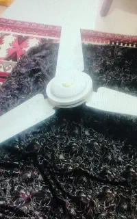 دوعدد پنکه سقفی