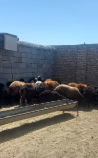 بره نر