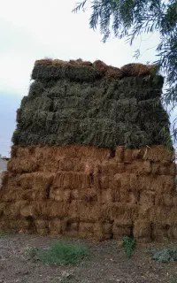 یونجه چین ۳و۵
