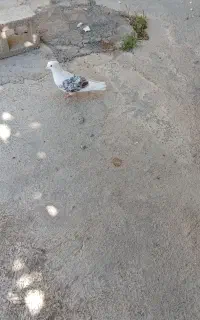 کبوتر پلنگ