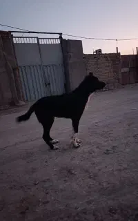 توله سگ سر و کله دار