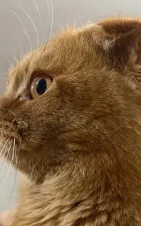 ماده یک ساله اسکاتیش