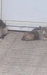 گربه