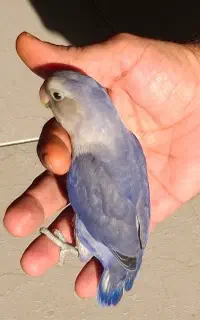 طوطی برزیلی ابی