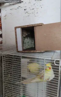 جفت لوتینو با جوجه