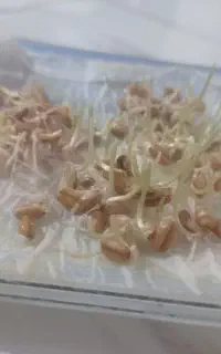 گندم بذری