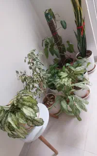 گل با گلدان سرامیکی