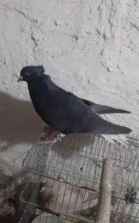 کبوتر