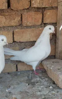 سفید چشم نوک
