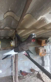 تعدادی کبوتر