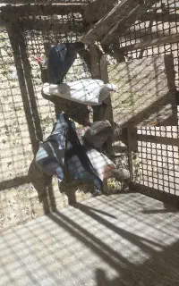 سار وسبز