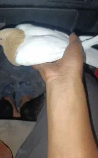 کبوتر