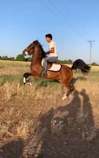 مادیان سواری دار