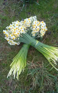 پیاز گل نرگس