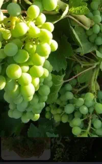 غوره درجه یک