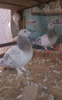 کفتر نروماده سبز کلاغ وبدرنگ