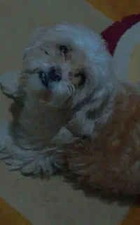 گیرنده و ضامن