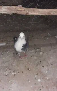 کبوتر ازم رفته