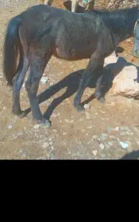 فروش کره مادیون