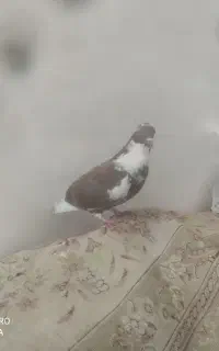 کبوتر سرخ