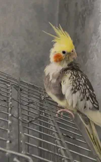 عروس هلندی گمشده