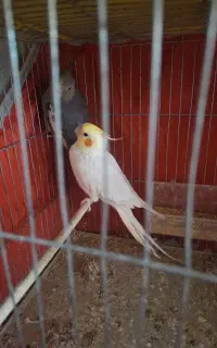 عروس هلندی