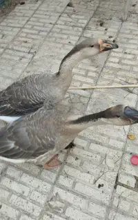 قوغاز