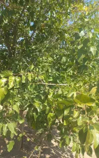 پرس ی و ن ج ه
