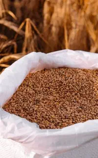 بذرمال تقویتی گندم وجو/ریشه‌زایی قوی/ضدآفت