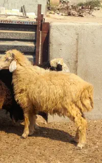 بره