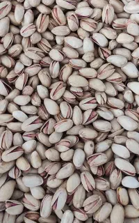 پسته عباسعلی امساله دامغان