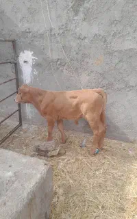 گاو گوساله