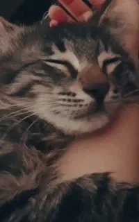 واگذاری گربه نر