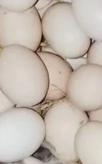 تخم اردک اسراعلی نطفه دار