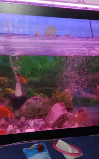 آکواریوم با ماهی