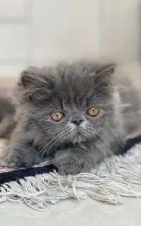 گربه پرشین  سوپرفلت نر ۳ ماهه