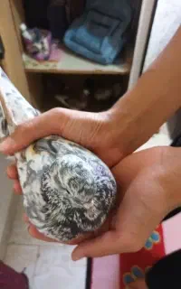 کفتر تهرانی