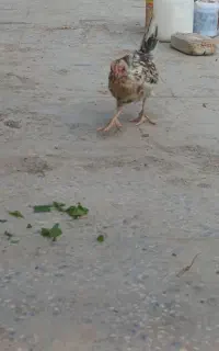 جوجه خروس گلین فروشی
