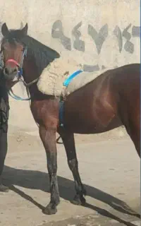 اسب کورد سواری دار