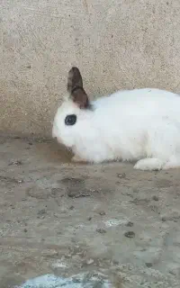 خرگوش ناب قشنگ