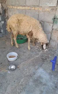 گوسفند آبستن