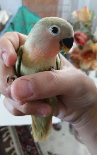 کوتوله برزیلی