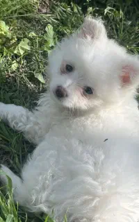 توله سگ پامر