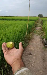 دهقانی نصفه کاری