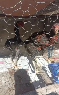 جوجه خروس 6 ماهه