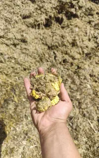 ذرت علوفه بسته بندی