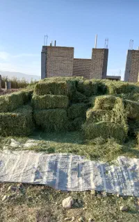یونجه درجه داخل گونی