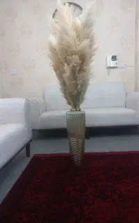 گل پامپاس زیبا