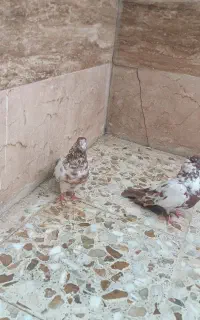 پرنده